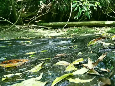 Parque Margherita Masini recebe melhorias e vai abrigar novo gabinete verde