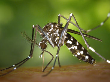 Ponta Grossa registra 1.860 novos casos de dengue em uma semana