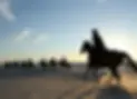 SÉMINAIRE CAMARGUE