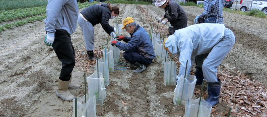夏野菜の植付け・きゅうり