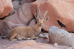 Ibex and bird