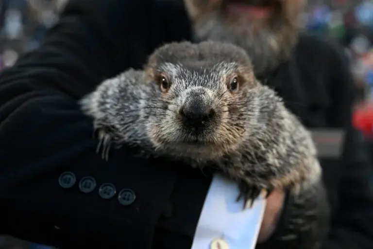 Punxsutawney Phil the groundhog