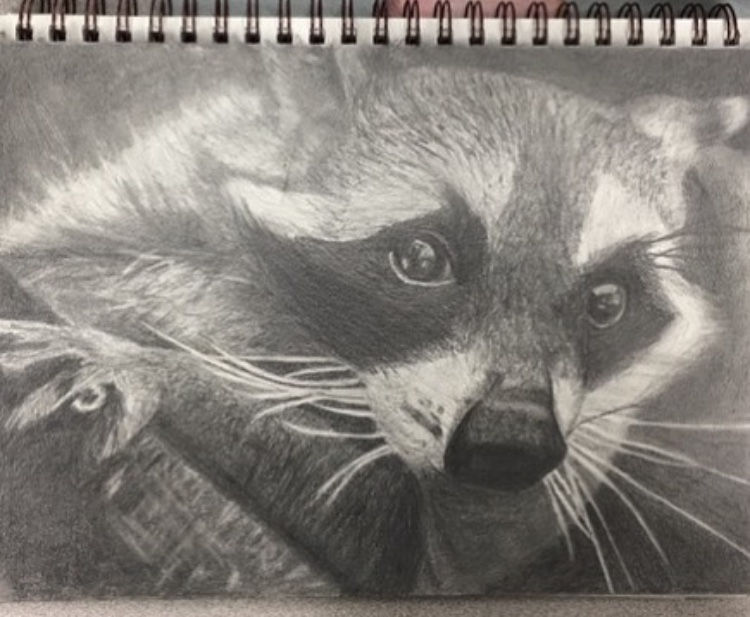 Raccoon Sketch