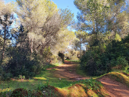 Hiking Trails Top Ten for 2026: Routes That Will Surprise Mallorcan Enthusiasts