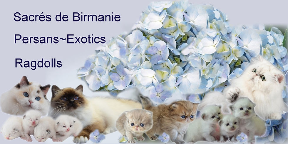hortensias 2026
