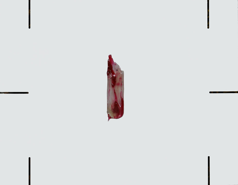 popeblood