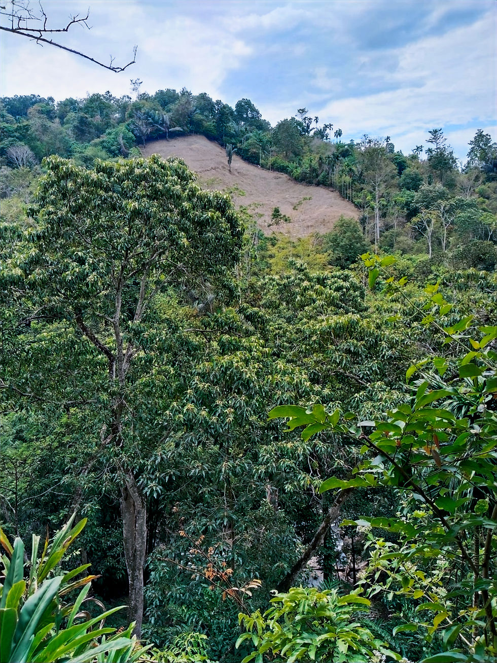 Kawasan Perkebunan Kemiri - Kota Cane