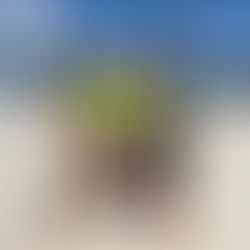 2026 Fuel to Go & Play WA Masters State Championships - Results