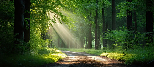 Forest Light H.jpeg
