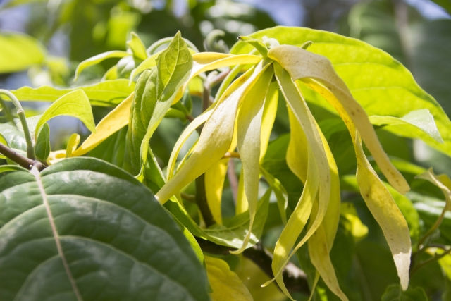 イランイランは実は男性にもお勧めな精油