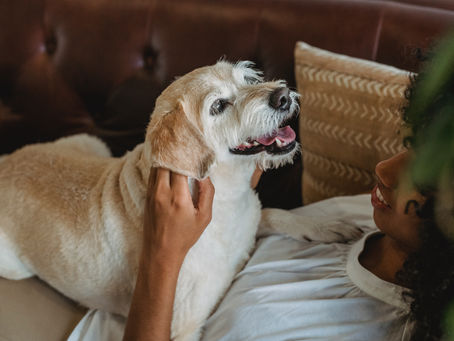 Faz mal dar banho no pet em dias de muito frio? 
