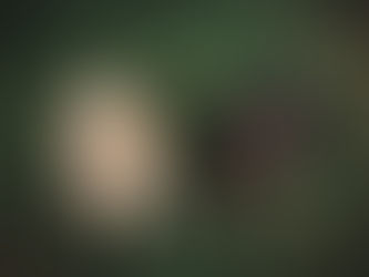 Pesquisa aponta a importância dos animais no desenvolvimento escolar 