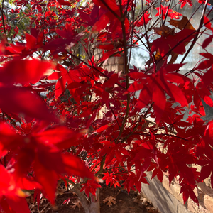 Japanese Maple Projects