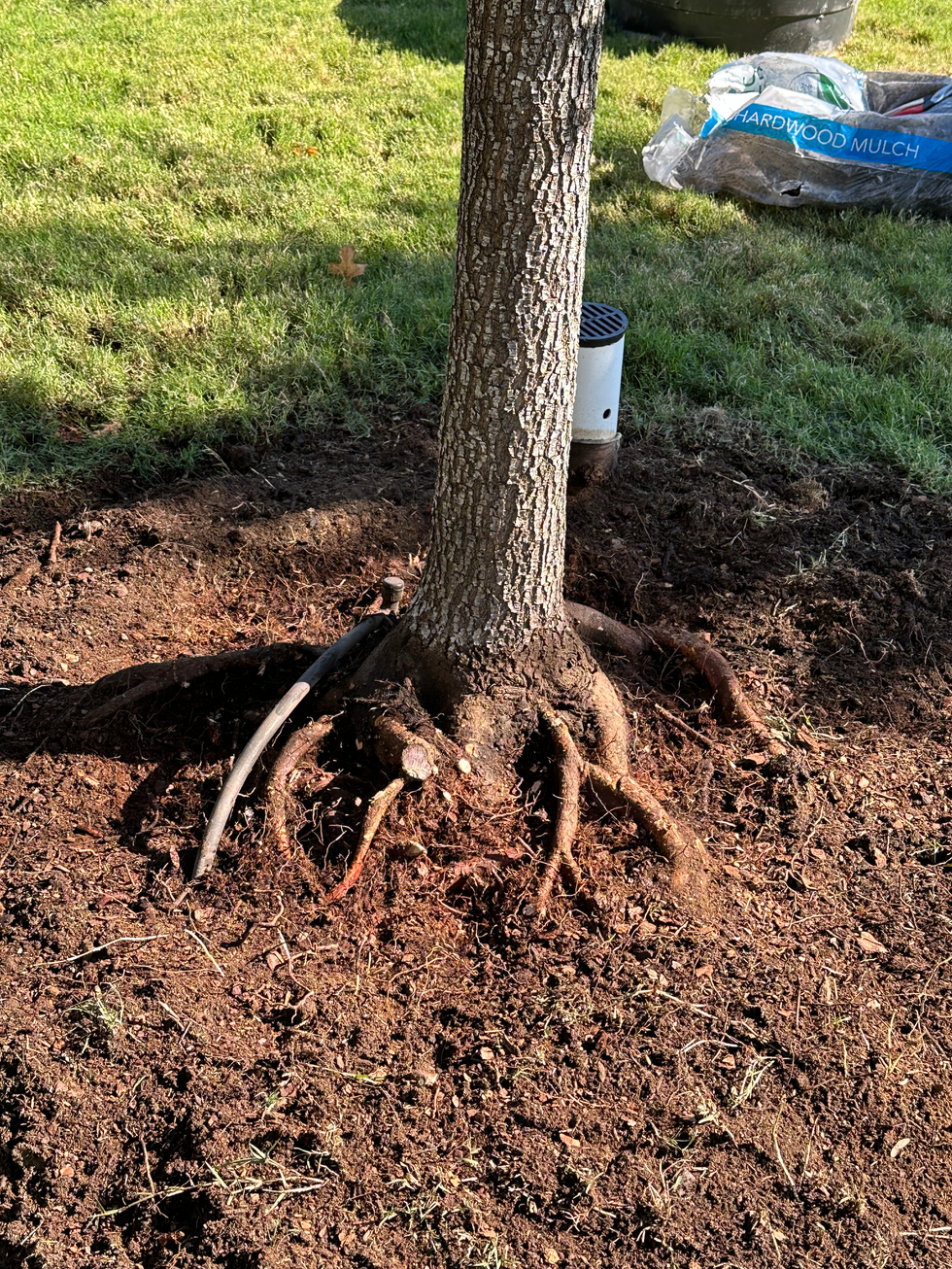 RF Exc UTD grade roots.HEIC