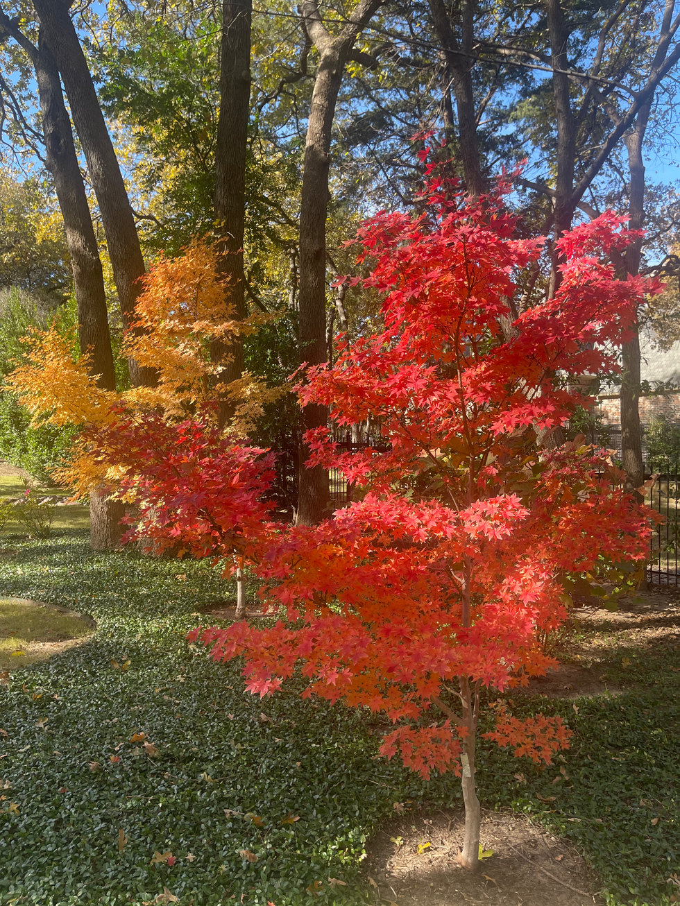 kc maple.HEIC