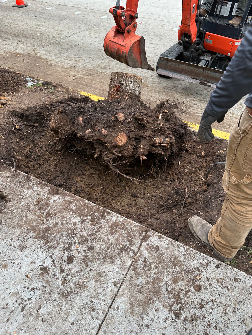 cooks stump.HEIC