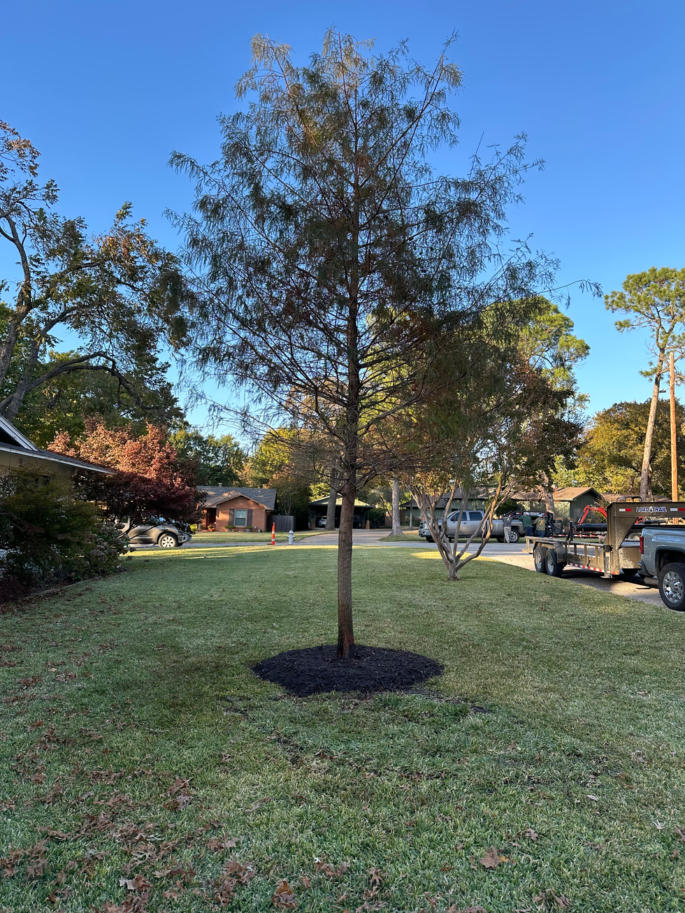 bald cypress hughes 3