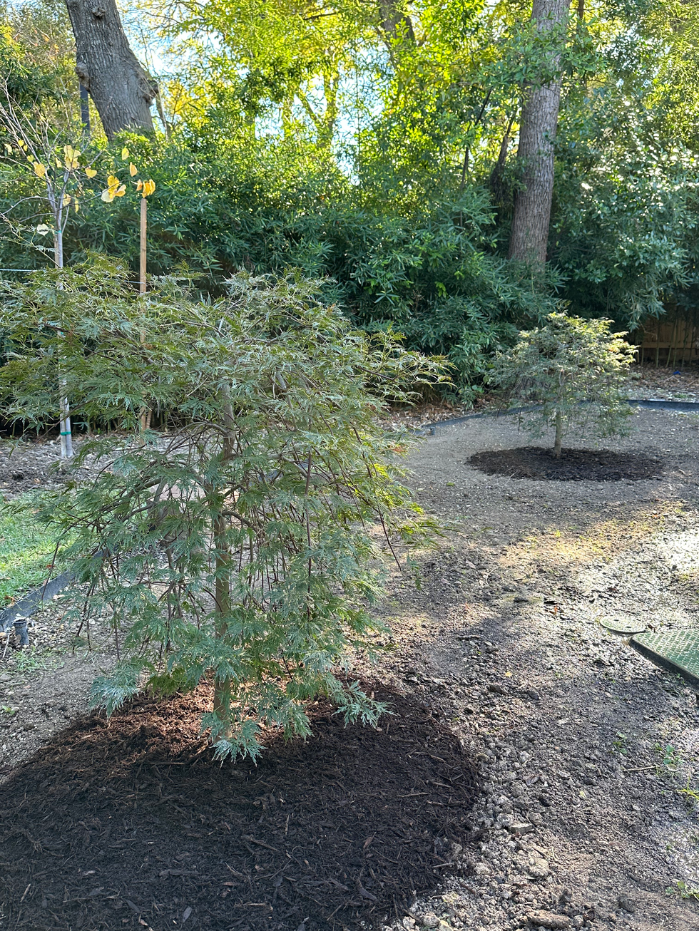 rick hughes small maples 2.HEIC
