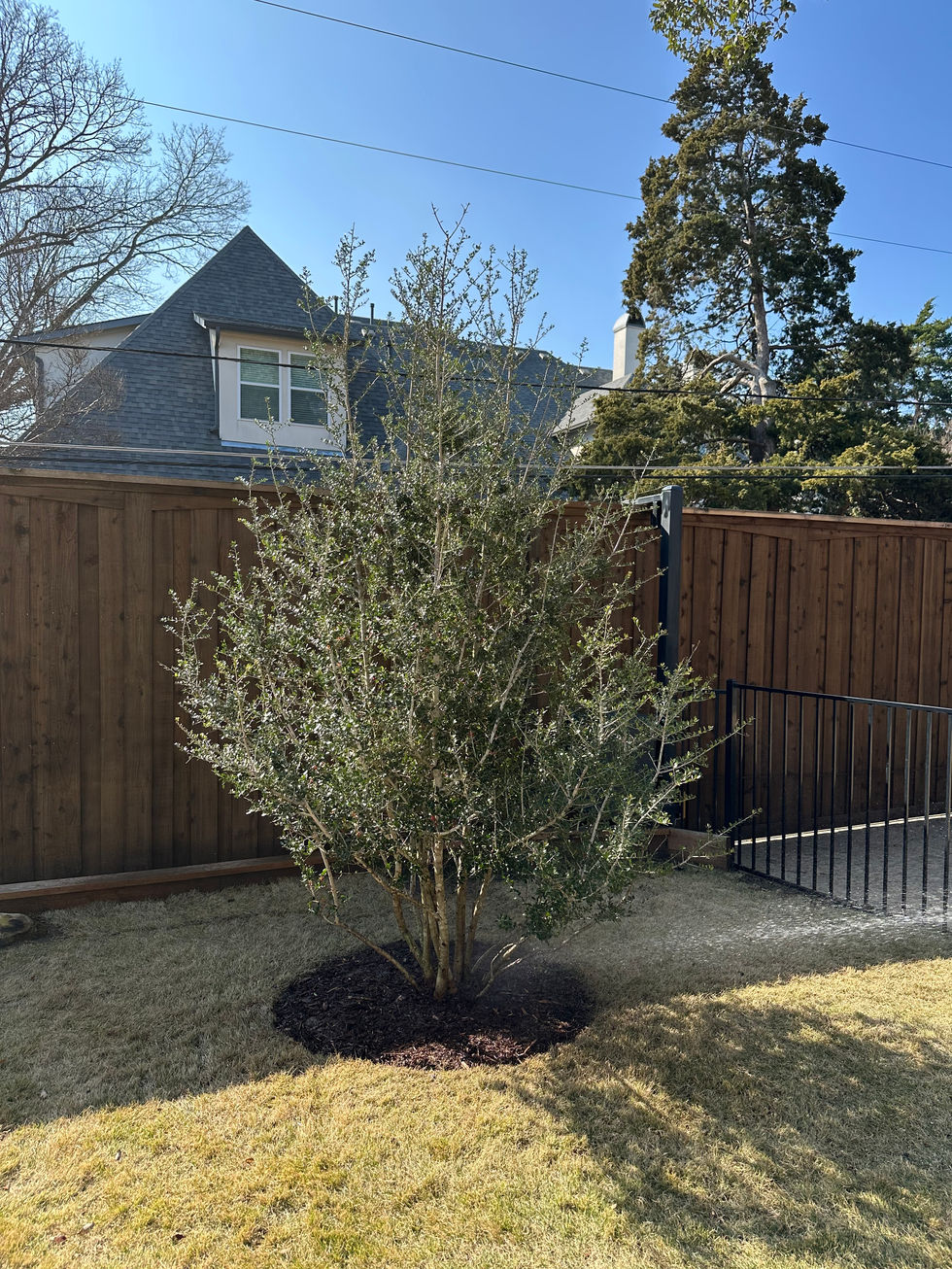 Yaupon Holly.jpg