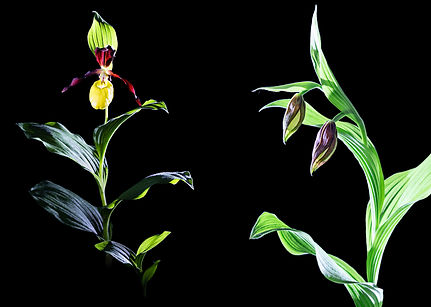 CypripediumCalceolus-FineArtVonTamara (by Tamara Schmidt).jpg