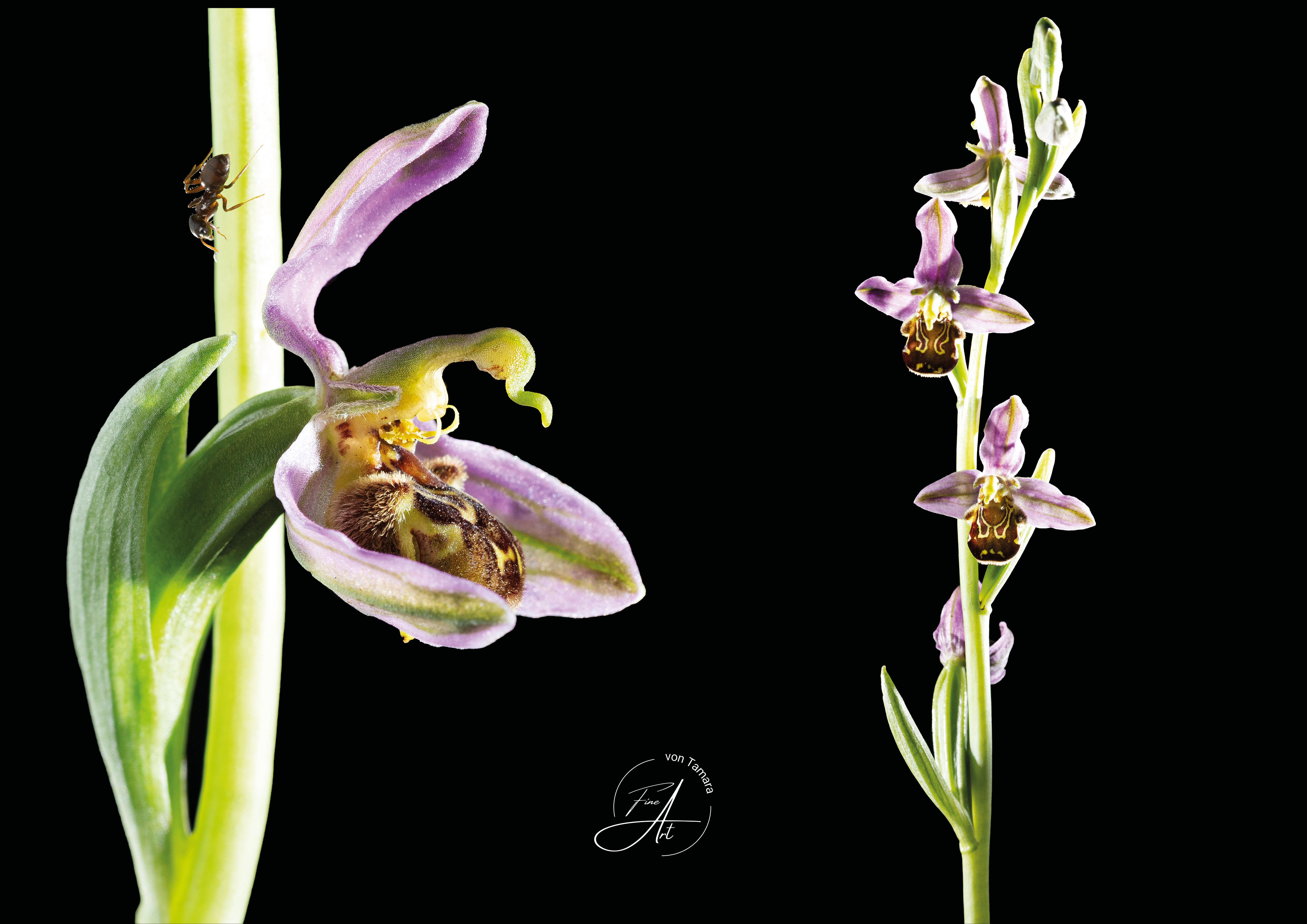 DigitalDownload "Ophrys Apifera"