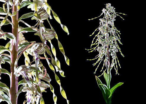 Himantoglossum Hircinum Duo.jpg