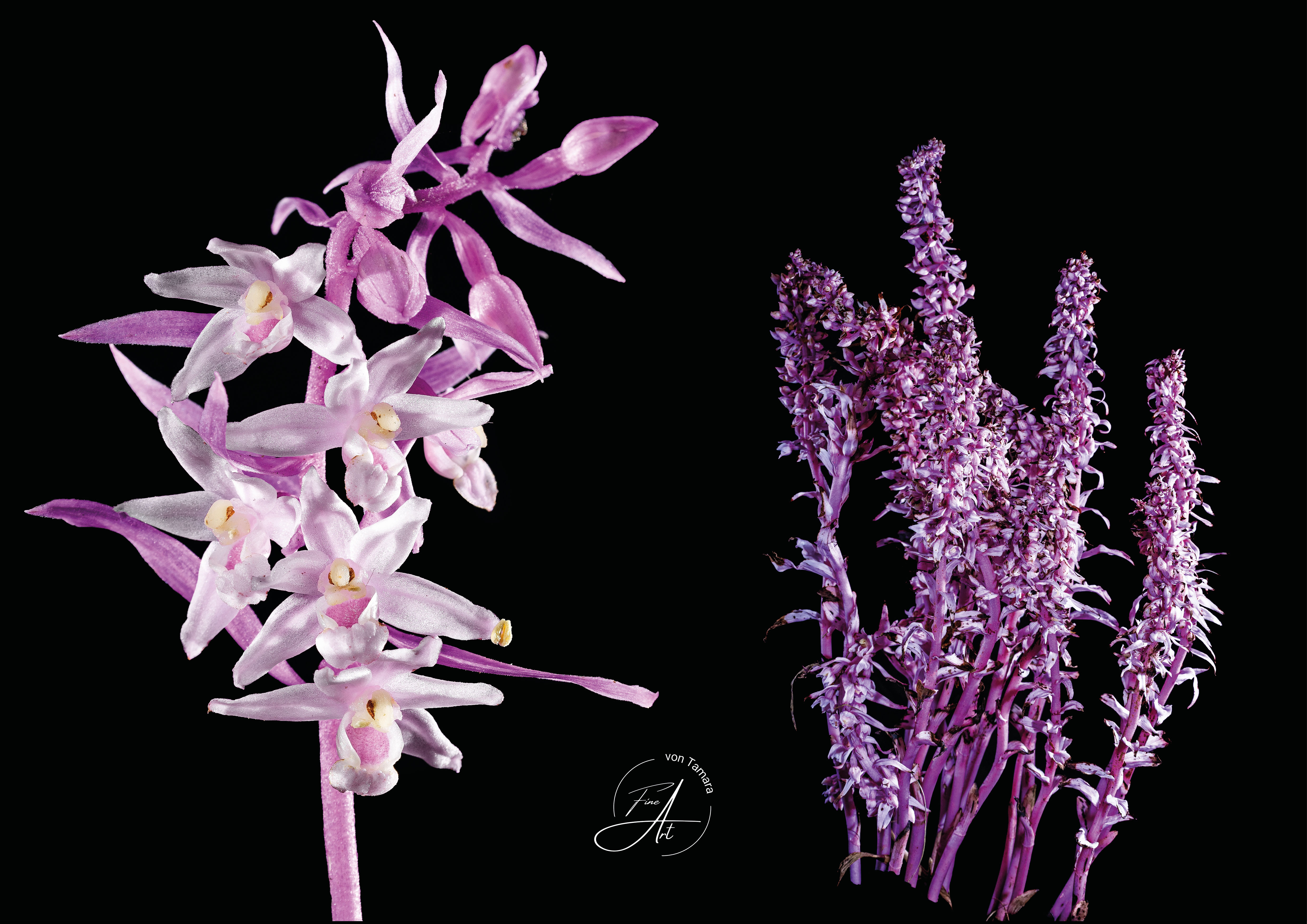 DigitalDownload "Var.Rosea" Pinky Duo