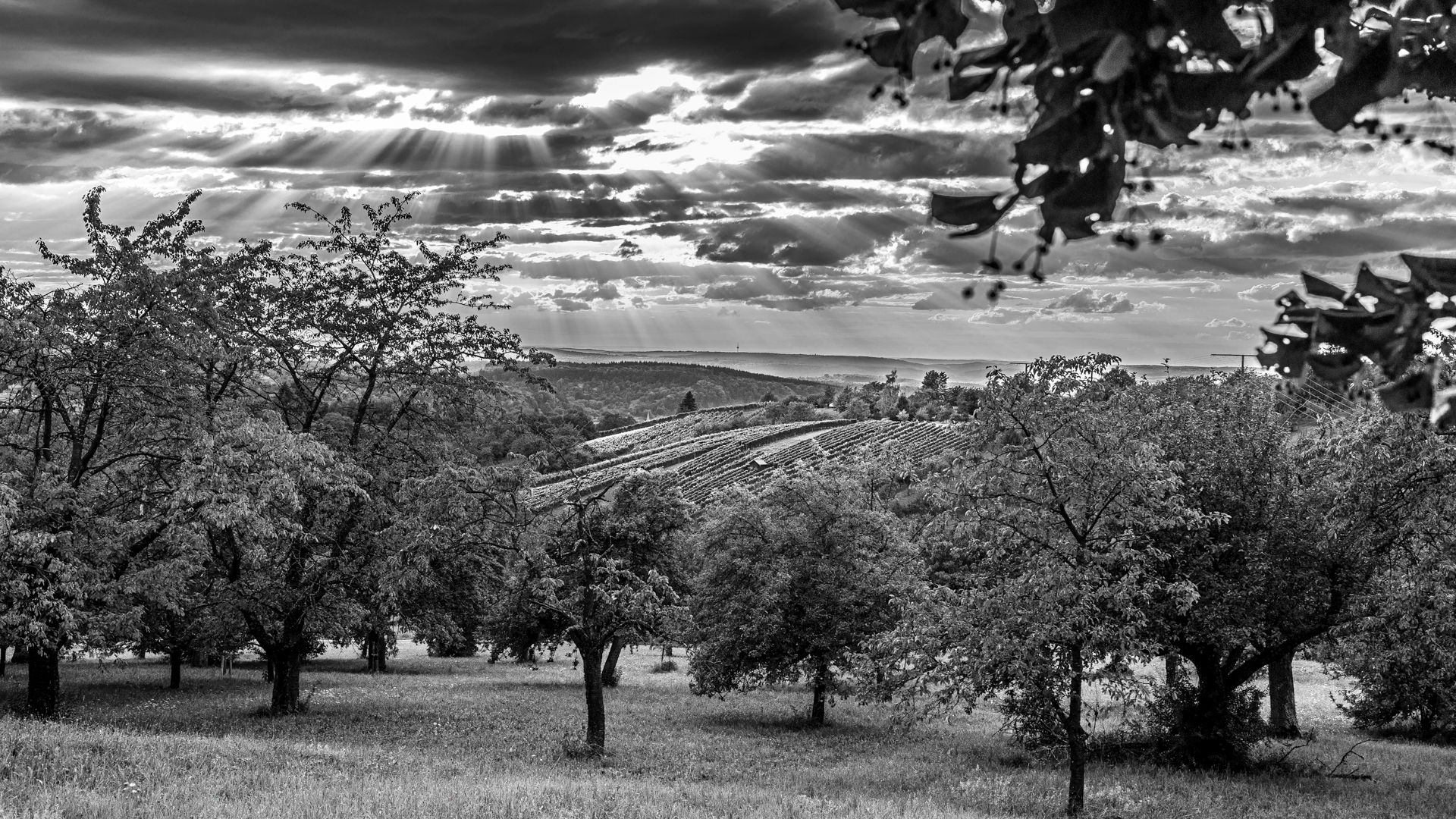 "Die Streuobstwiese" FineArt Print