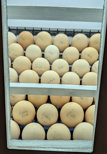 Eggs1.jpeg