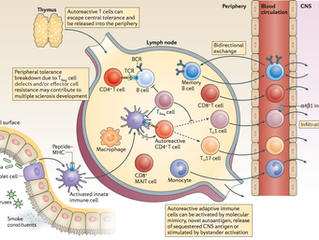 Immunopathology of multiple sclerosis