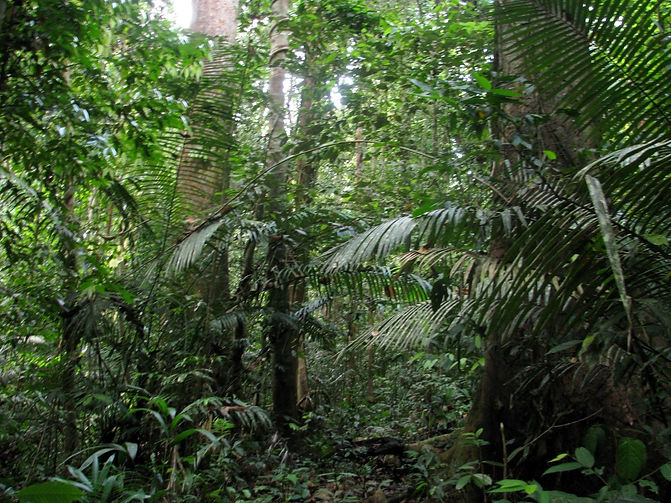 Malaysia-Taman-Negara-4-2011_SP.jpeg