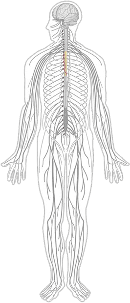 T5-nerves.gif