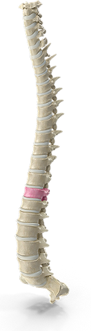 T11-spine.png