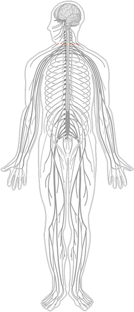 C2-nerves.gif