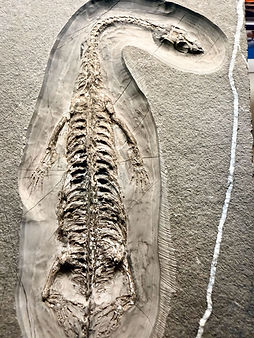 Keich display 1.JPG