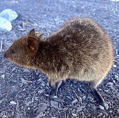 Three-eared quokka, Rottnest Island, Western Australia