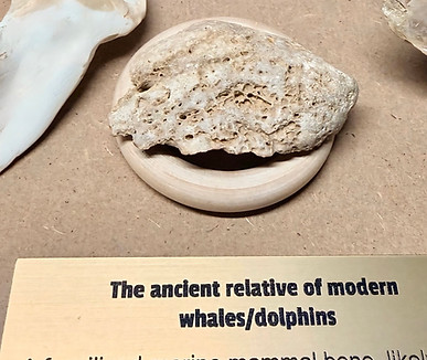 Ancient whale fossilised bone fragment discovered in Port Willunga, Southern Adelaide