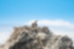 2566_osprey.large.jpeg