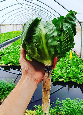 hydroponic Greenhouse vegetables quality agriculture solutions