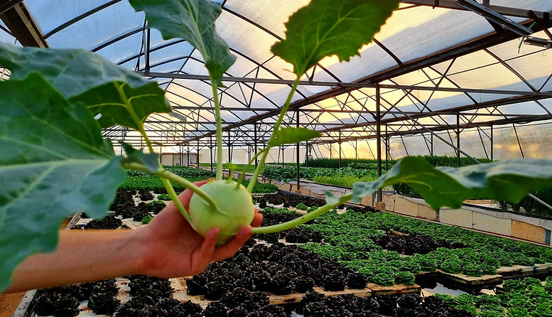 hydroponic Greenhouse