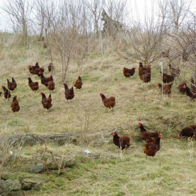 A flock of brown hens roams freely on a grassy hillside with sparse trees, set against a cloudy sky, creating a serene rural scene.