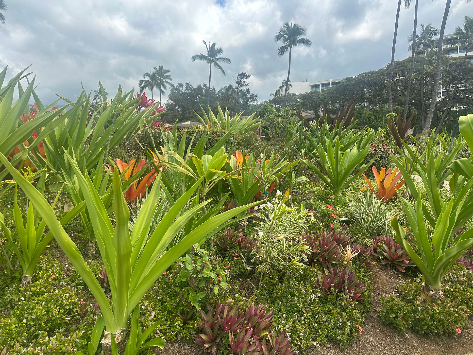 Maui's lush island landscapes