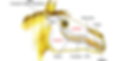 tete-cheval.png