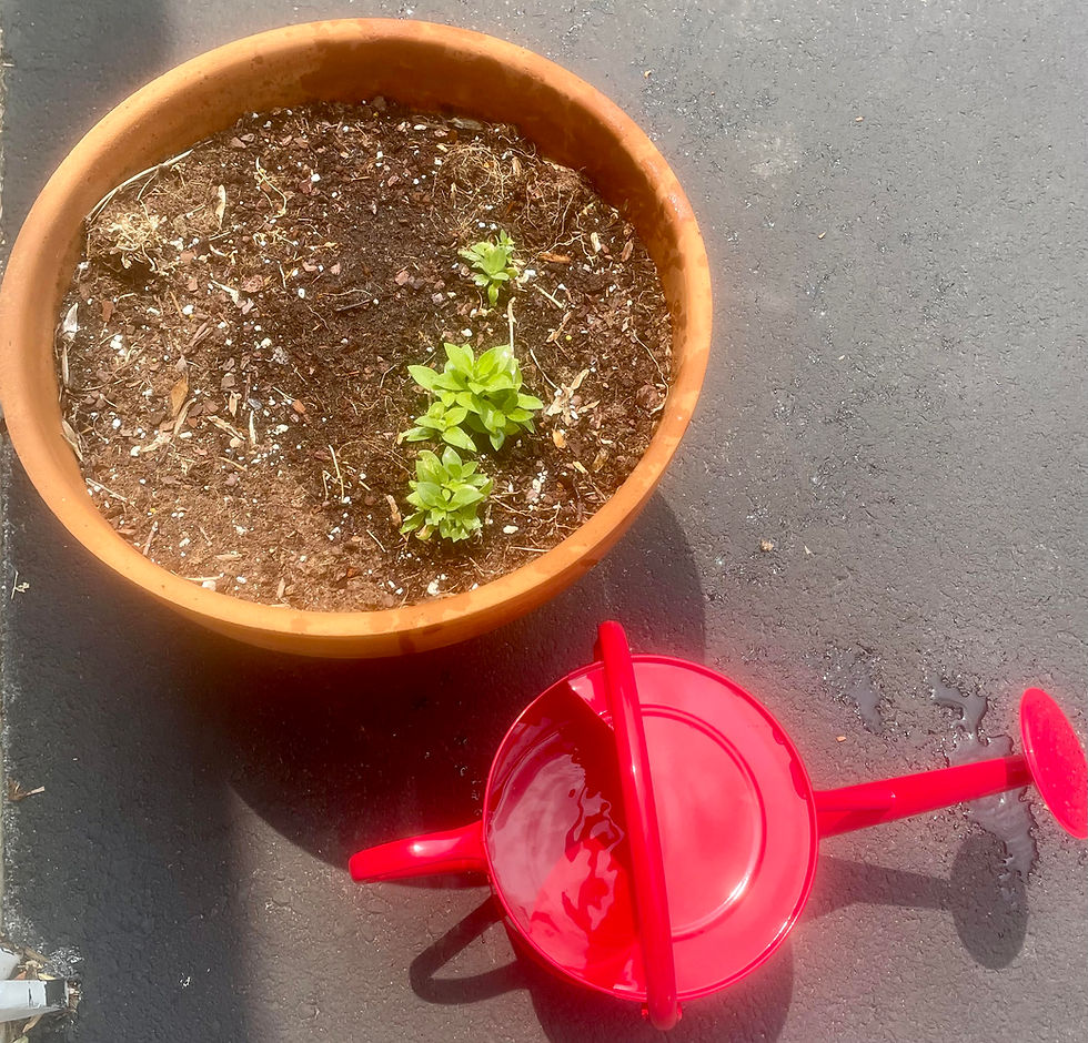 The Plant Requires Water & Sun, People Need Positive Support & Care Both Bloom in these Environments