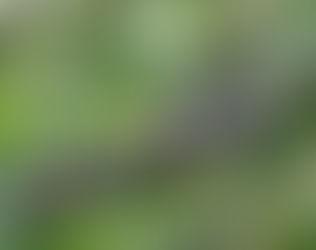 Cách trị bệnh nấm hồng trên cây cà phê