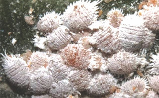 Kinh nghiệm phòng trừ rệp sáp giả vằn trên cây tiêu