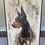 Thumbnail: Loyal Sentinel 60 x 40 On Canvas - Custom Black Wood Floater Frame