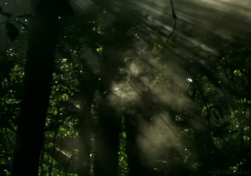 Nature 1.gif