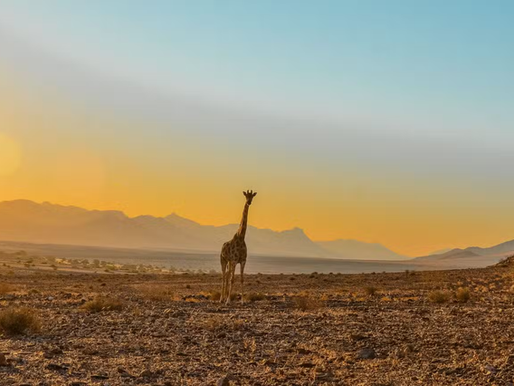 Dia Mundial da Girafa: A Sentinela Silenciosa da Savana Africana