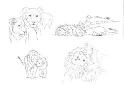 Lion Study